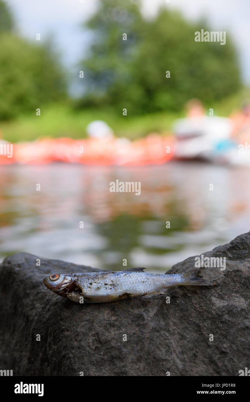 Helsinki, Finland – July 30, 2016: Dead roach fish on a rock with people rafting in rubber dinghies in the background at annual Kaljakellunta (Beer Fl Stock Photo