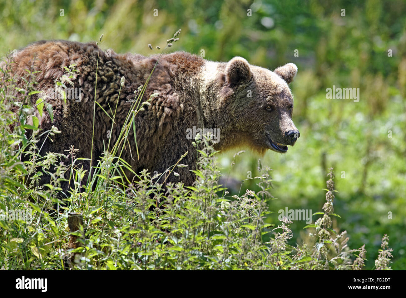 Brown bear - Ursus arctos Stock Photo - Alamy