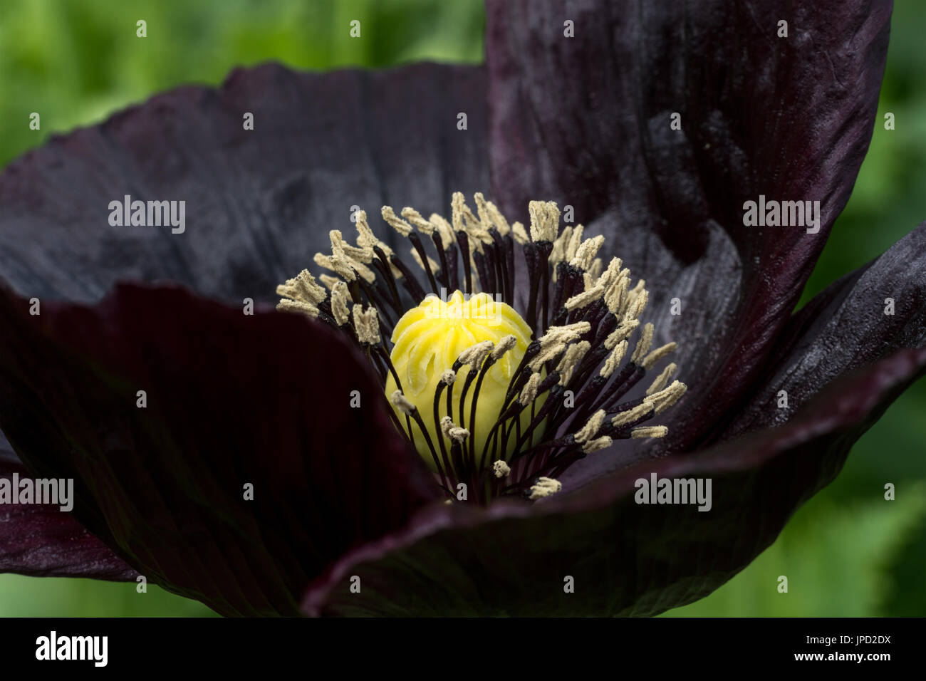 Beautiful violet color poppy hi-res stock photography and images - Alamy