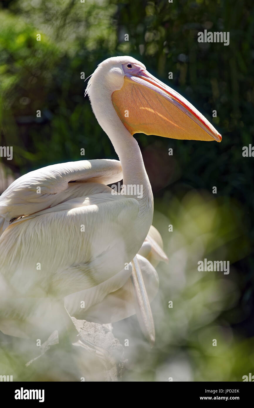 Great white pelican - Pelecanus onocrotalus Stock Photo