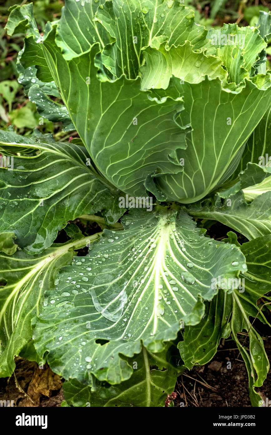 Fresh cabbage leaves on head in garden Stock Photo