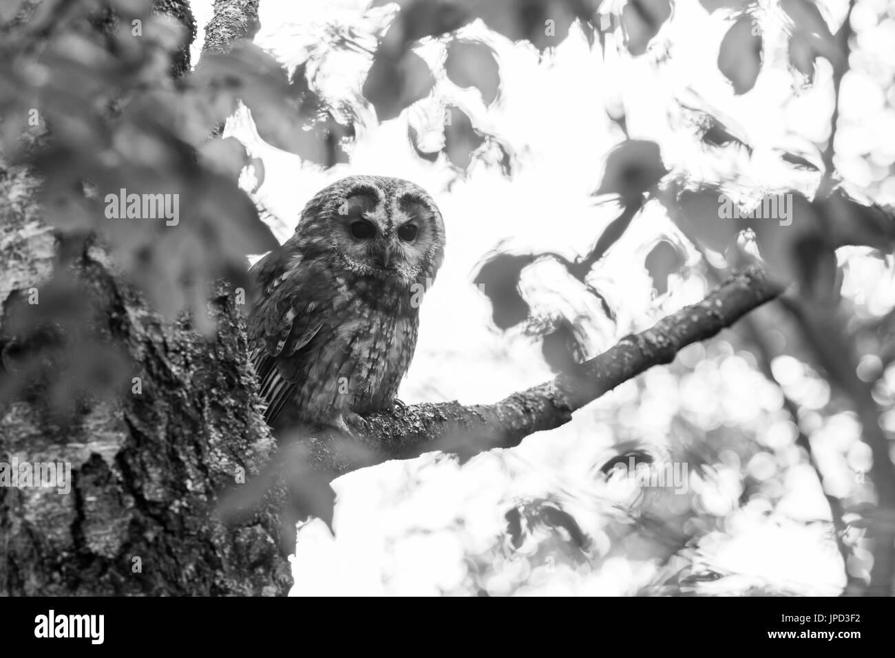 Tawny owl Strix aluco (captive), adult male, Hawk Conservancy Trust, Andover, Hampshire, UK in April. Stock Photo