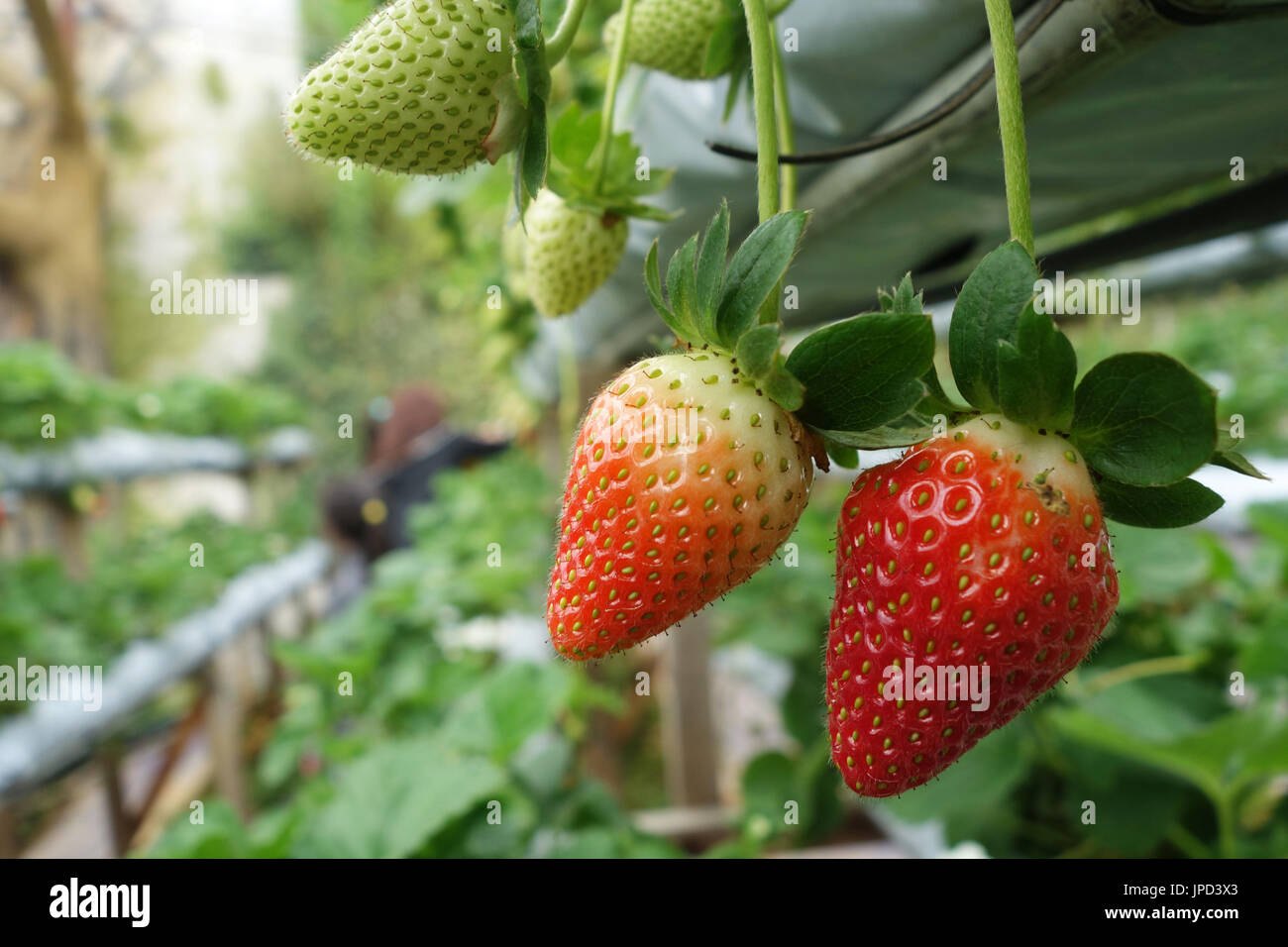 Cameron highlands malaysia strawberries plant hi-res stock photography ...
