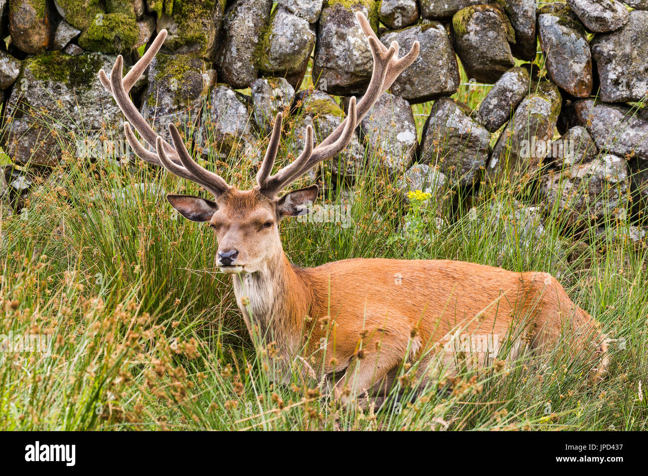 Deer Lying Down Stock Photos & Deer Lying Down Stock Images Alamy