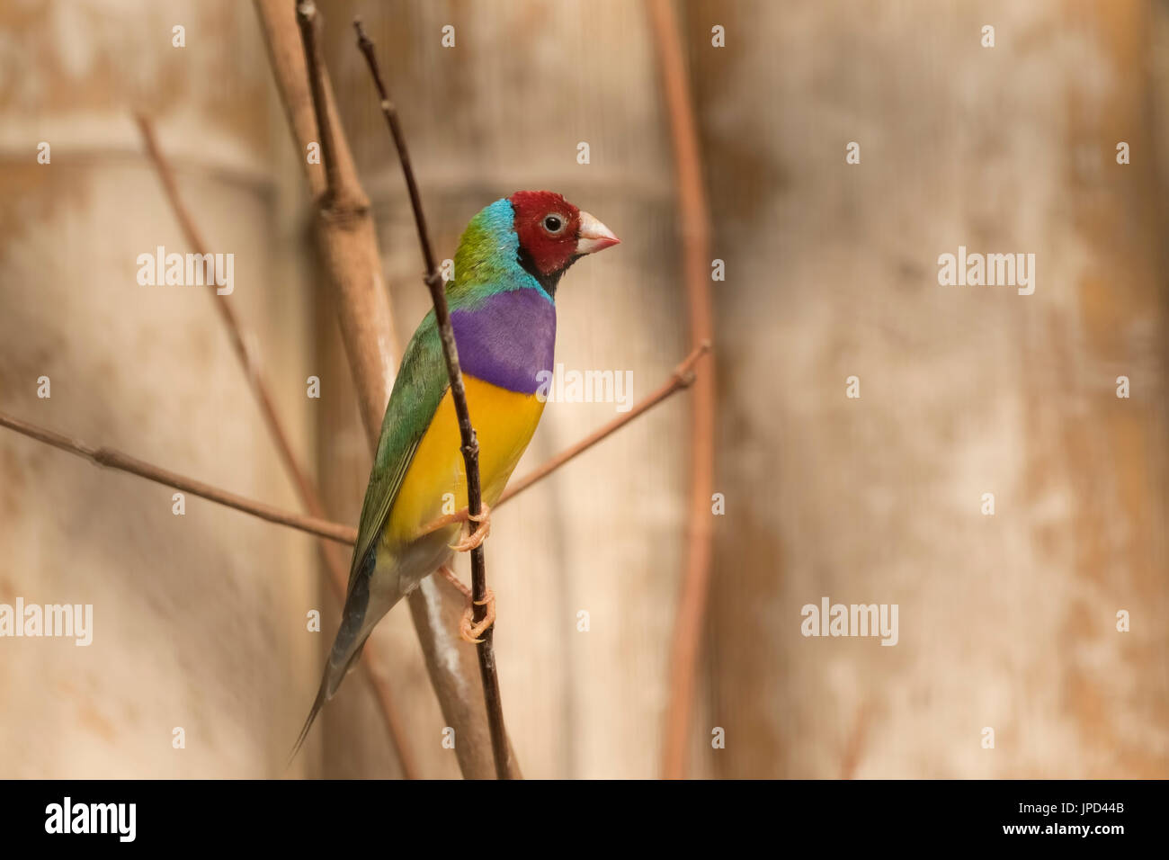Closeup portrait of a colorful Gouldian finch (Erythrura gouldiae) bird perched on a branch Stock Photo