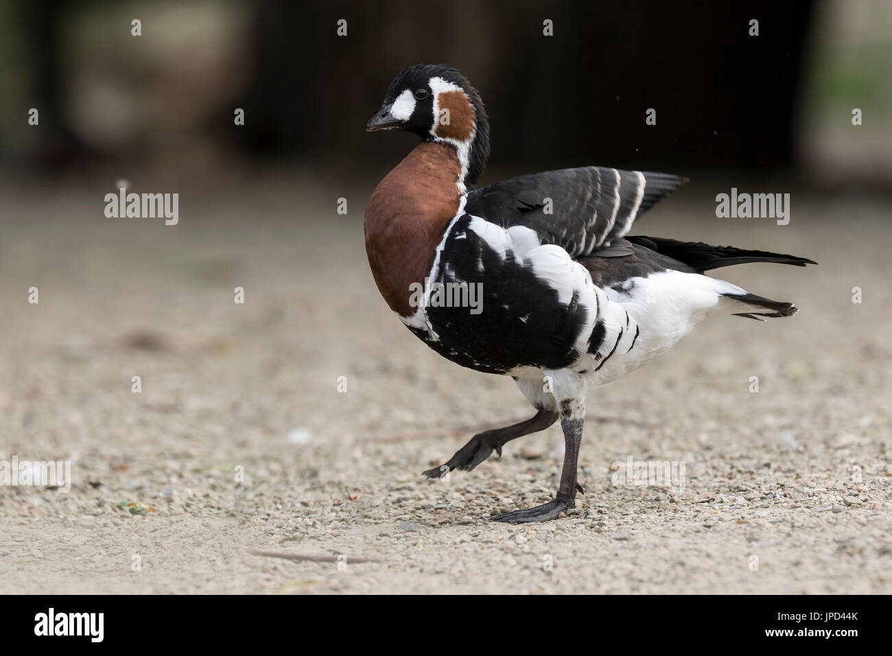 Closeup of a Red-breasted goose (Branta ruficollis) walking on gravel. Stock Photo