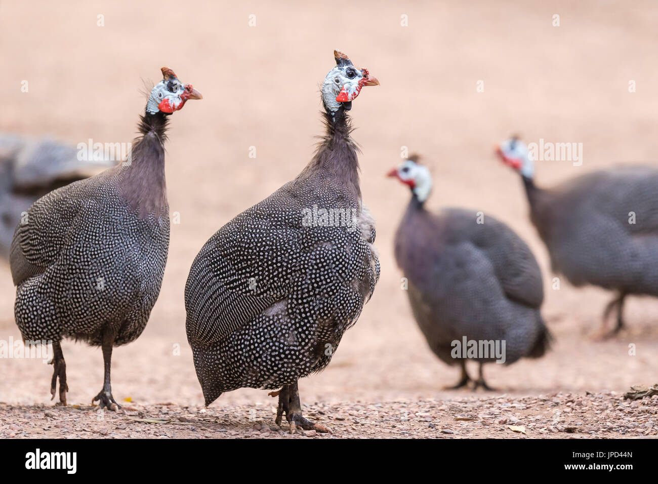 Closeup of a helmeted guineafowl (Numida meleagris) in a group or flock. This is the best known of the guineafowl bird family, Numididae, and the only Stock Photo