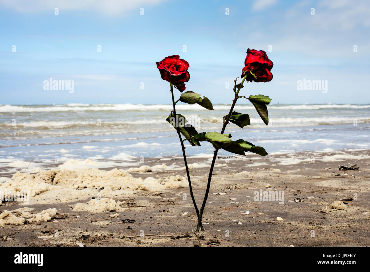Oostduinkerke, Belgium - Red roses on the beach Stock Photo - Alamy