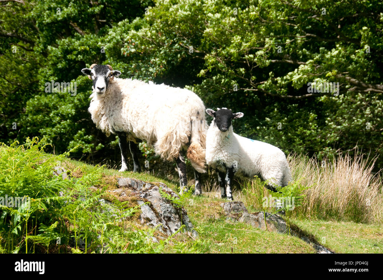 A Mother and baby sheep standing on the hillside on Cat Bells hill in the Lake District National Park. Stock Photo