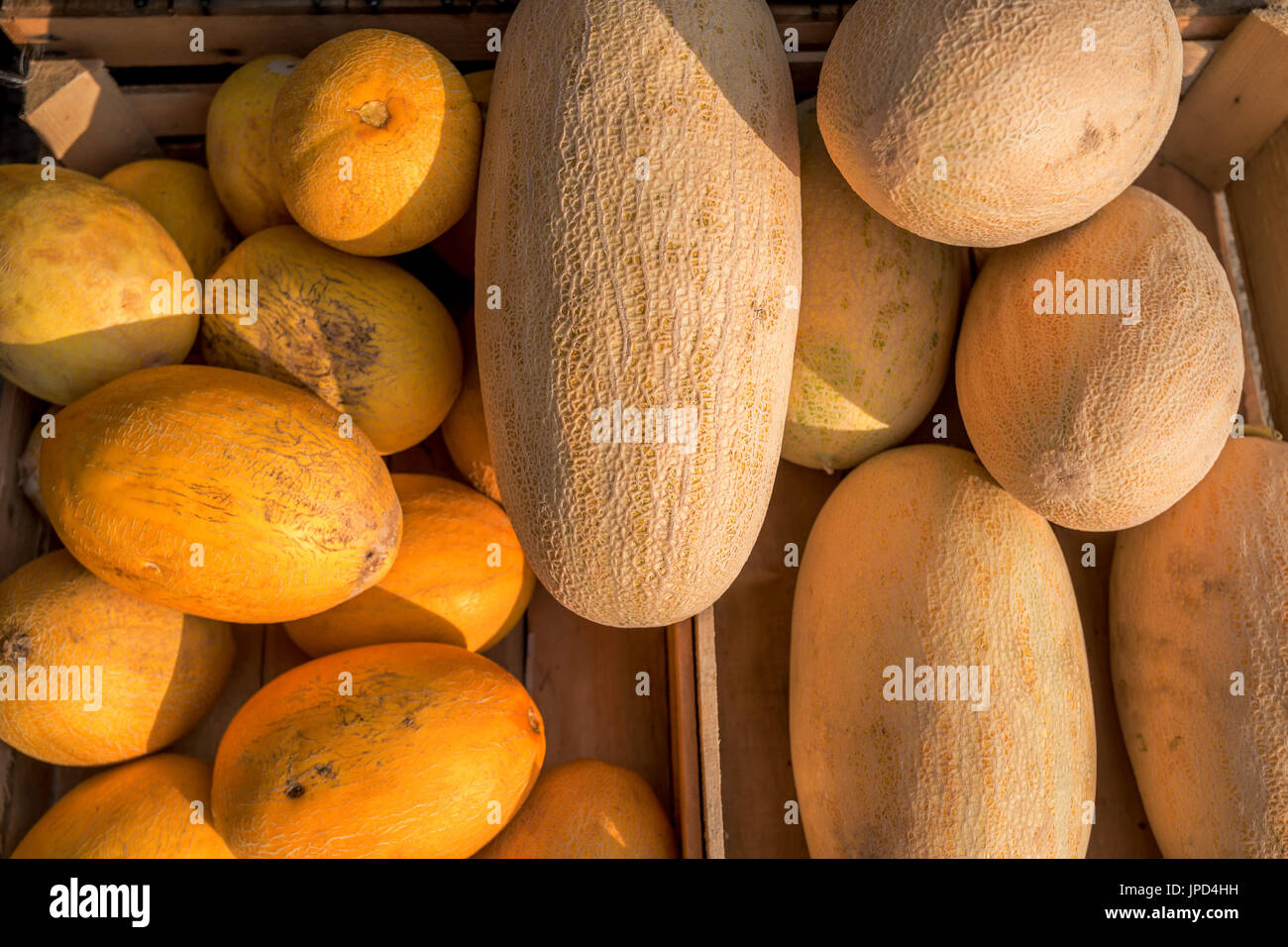 Ripe yellow melons Stock Photo