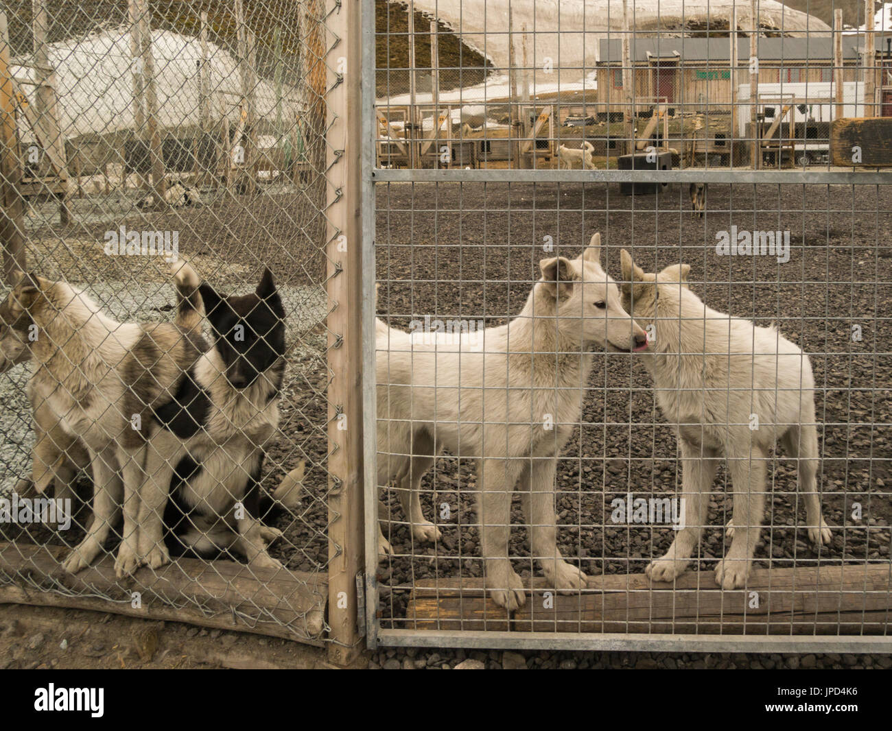 Young sled dogs in Svalbard kennel known as Svalbard husky Stock ...
