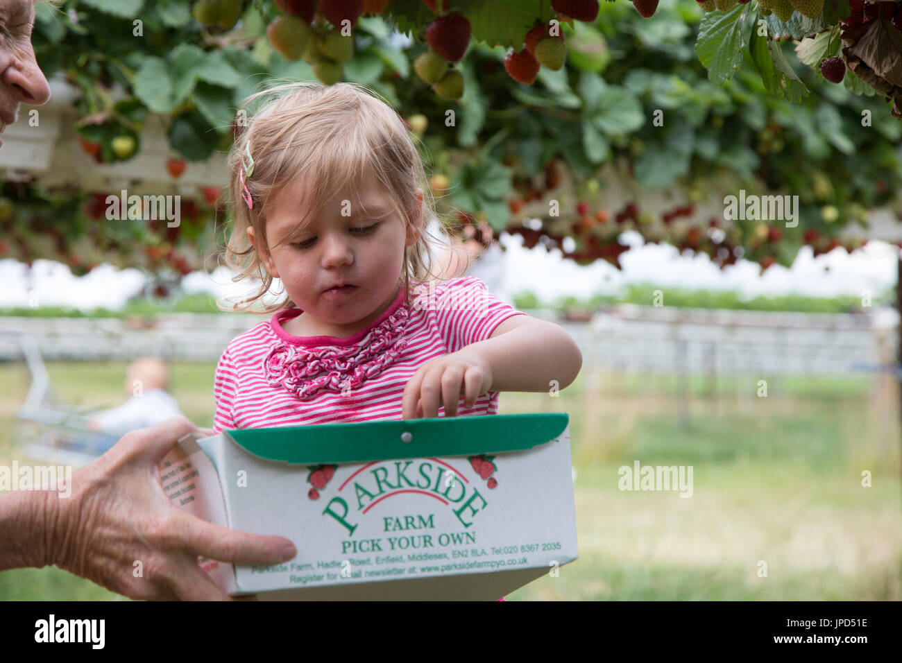 Picking strawberries at Parkside Farm, Enfield, north of London Stock