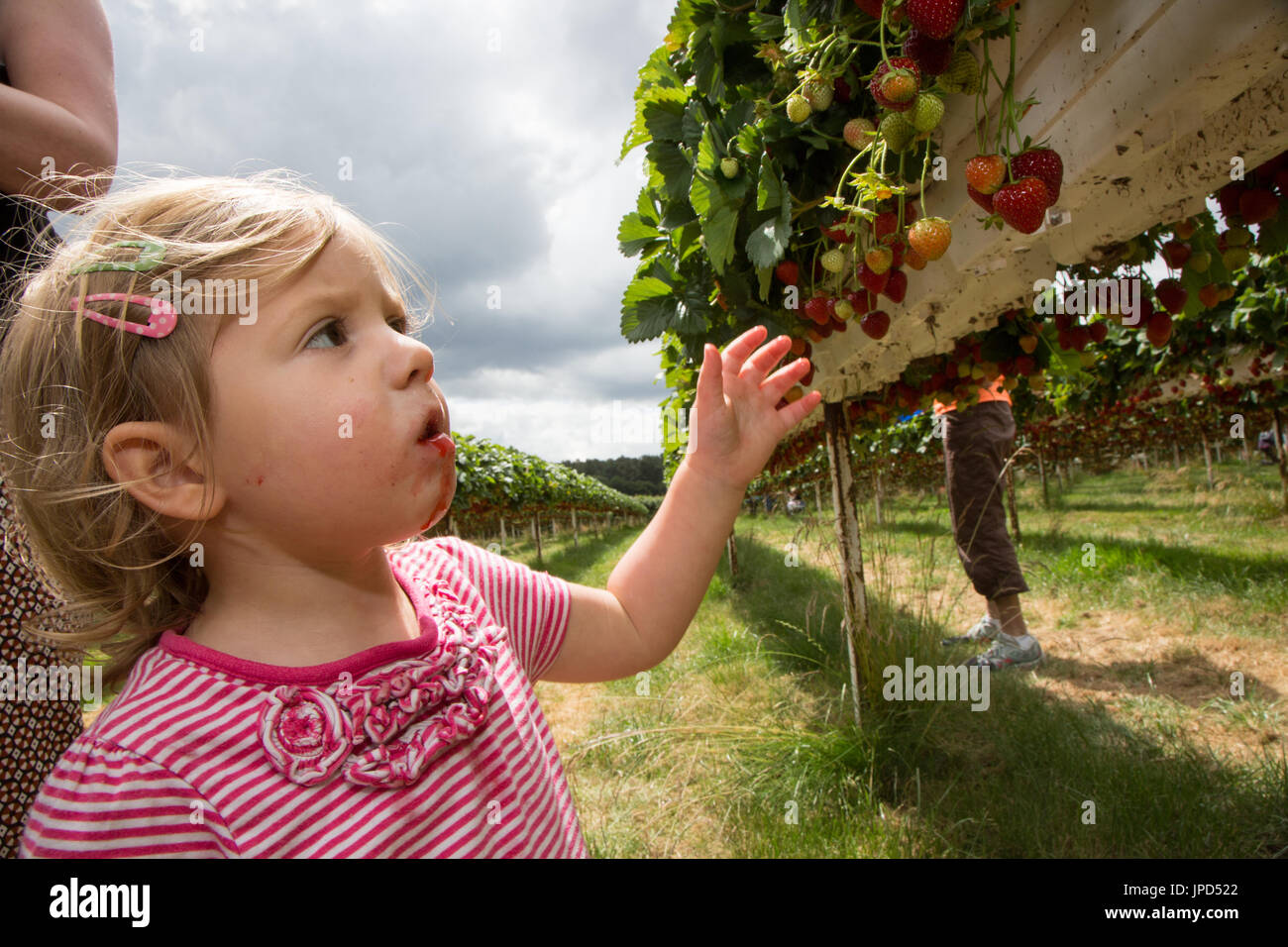 An eighteen month old toddler picking strawberries at a pickyourown