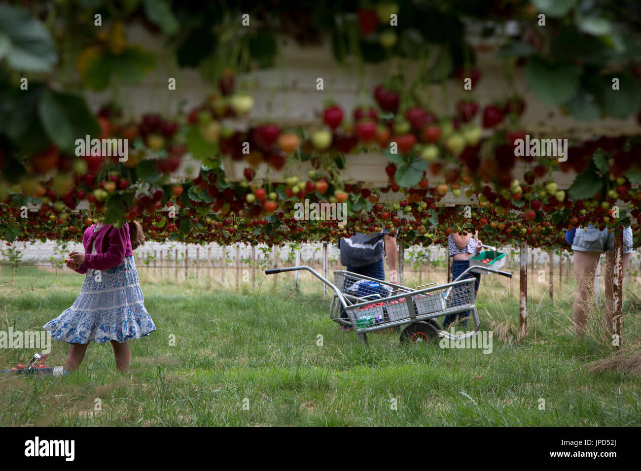 Picking strawberries at Parkside Farm, Enfield, north of London Stock