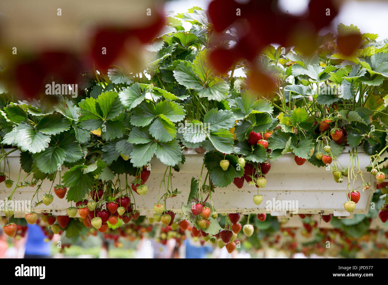 Strawberries ripe and ready to be picked, growing in a farm at Enfield