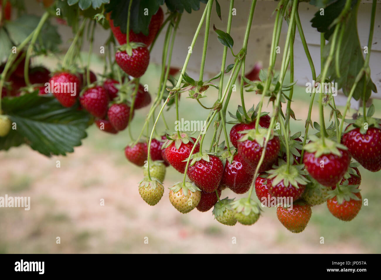 Strawberries ripe and ready to be picked, growing in a farm at Enfield ...