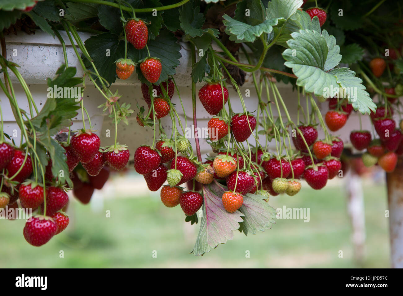 Strawberries ripe and ready to be picked, growing in a farm at Enfield Stock Photo