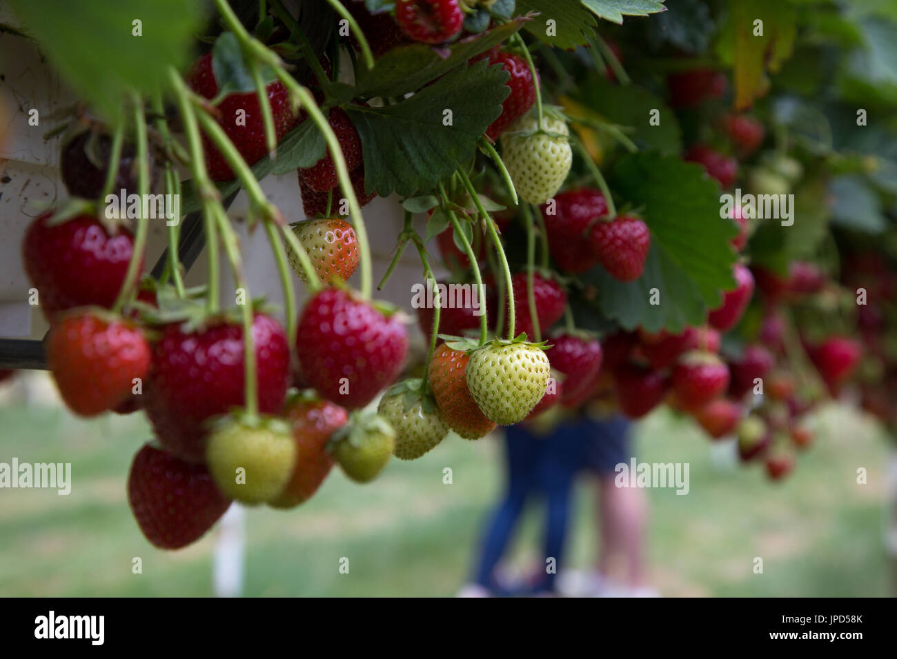 Strawberries growing on a farm, with the focus on a green strawberry ...