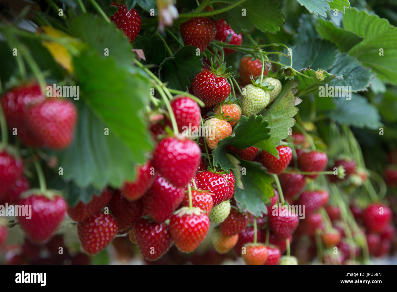 Strawberries ripe and ready to be picked, growing in a farm at Enfield ...