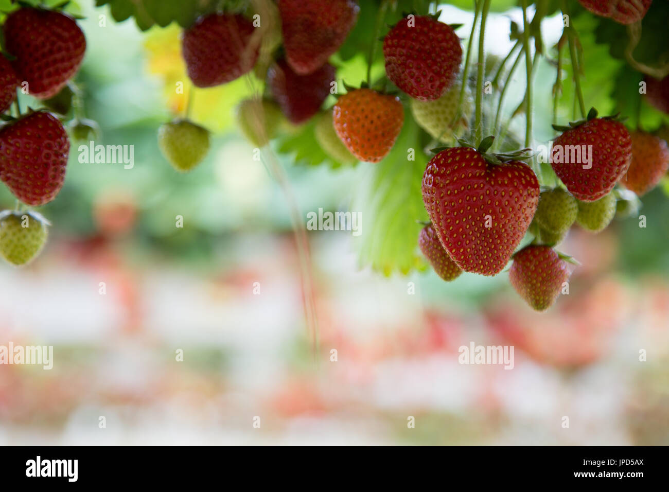 Strawberries ripe and ready to be picked, growing in a farm at Enfield ...