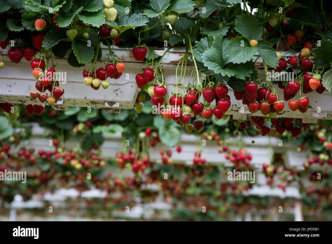Strawberries ripe and ready to be picked, growing in a farm at Enfield