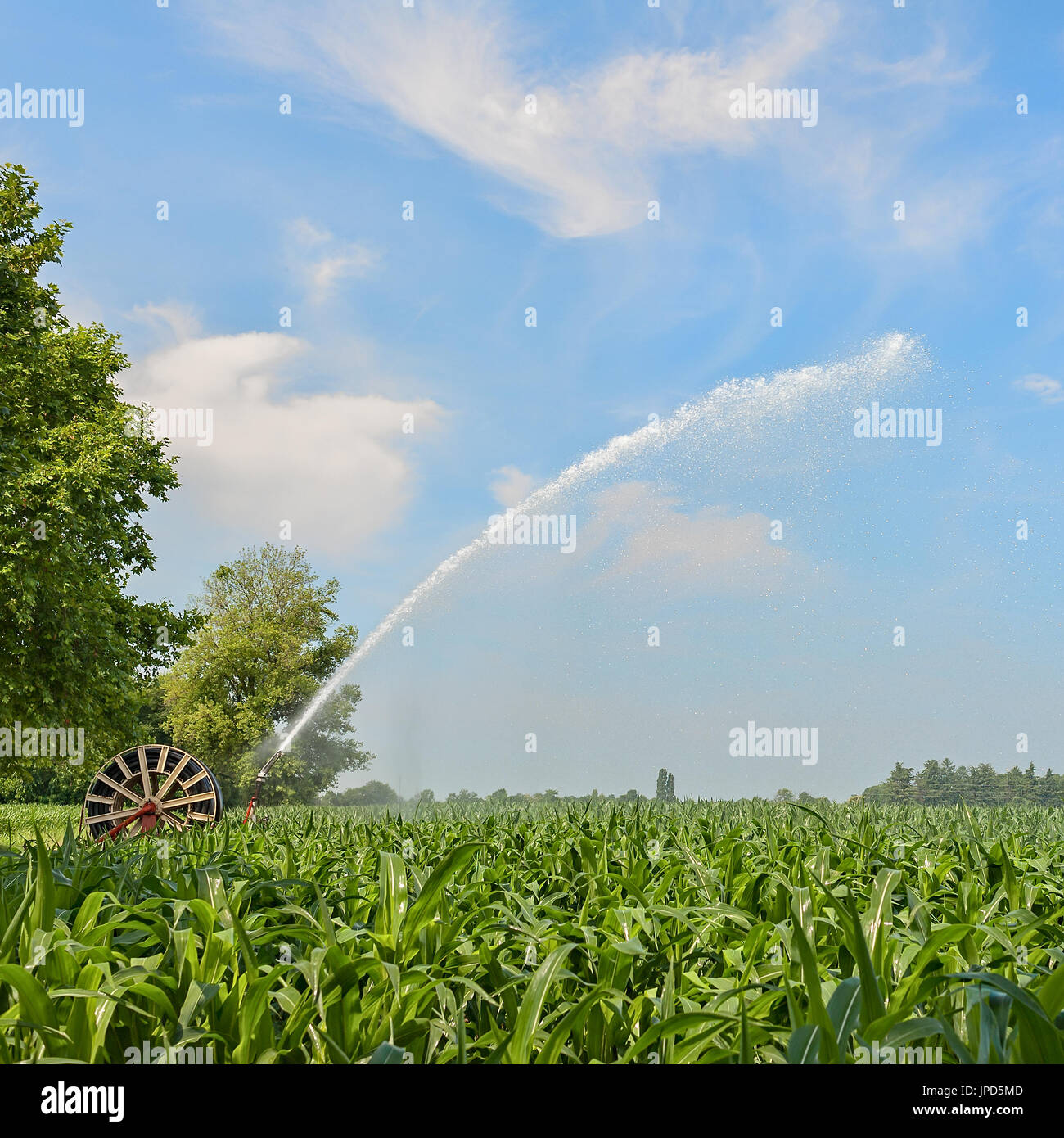 Agricultural equipment. Equipment pumping water on field of corn.Water sprinkler Stock Photo