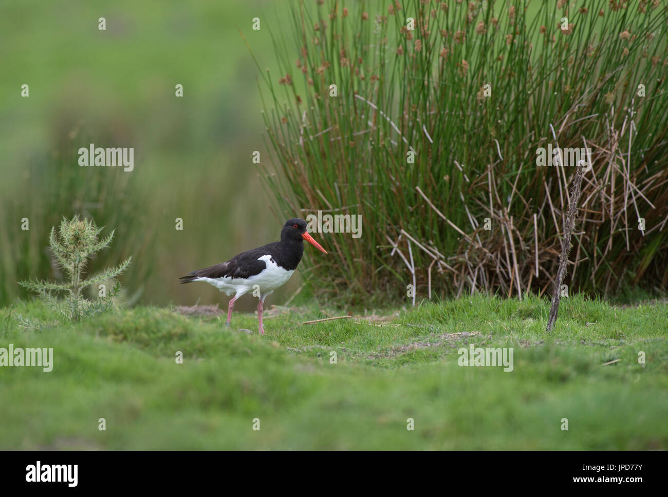 Uk oyster catcher hires stock photography and images Alamy