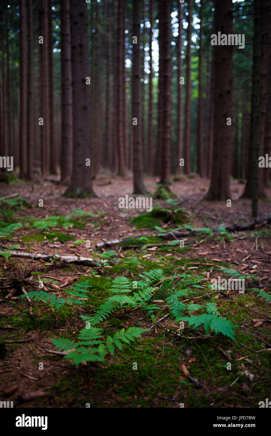 Thick spruce forest in Slovenia Stock Photo