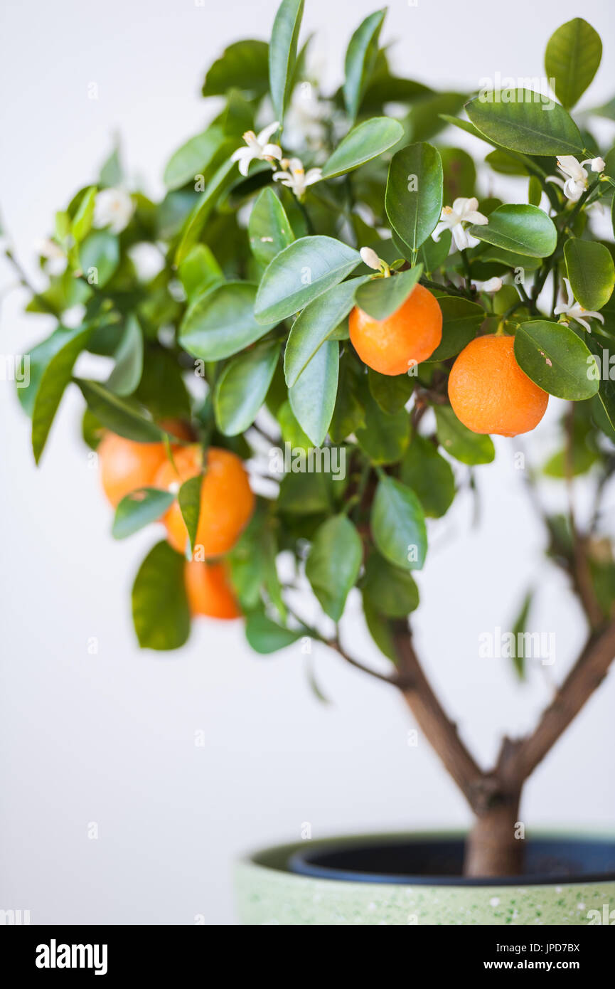 Tangerine bonsai tree with fruits and flowers Stock Photo