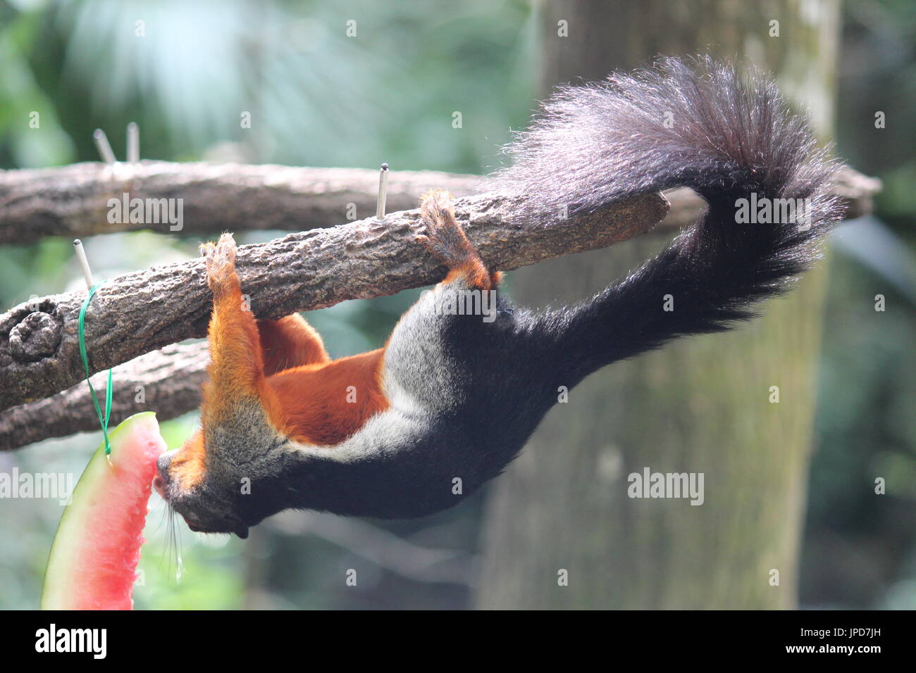 Colored Squirrel upside down over a tree eating watermelon Stock Photo