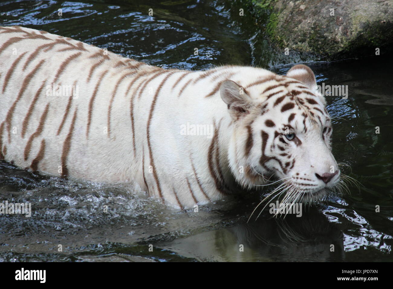 White Tiger walking in river Stock Photo