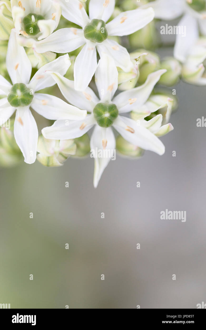 White Allium nigrum flower - black garlic Stock Photo