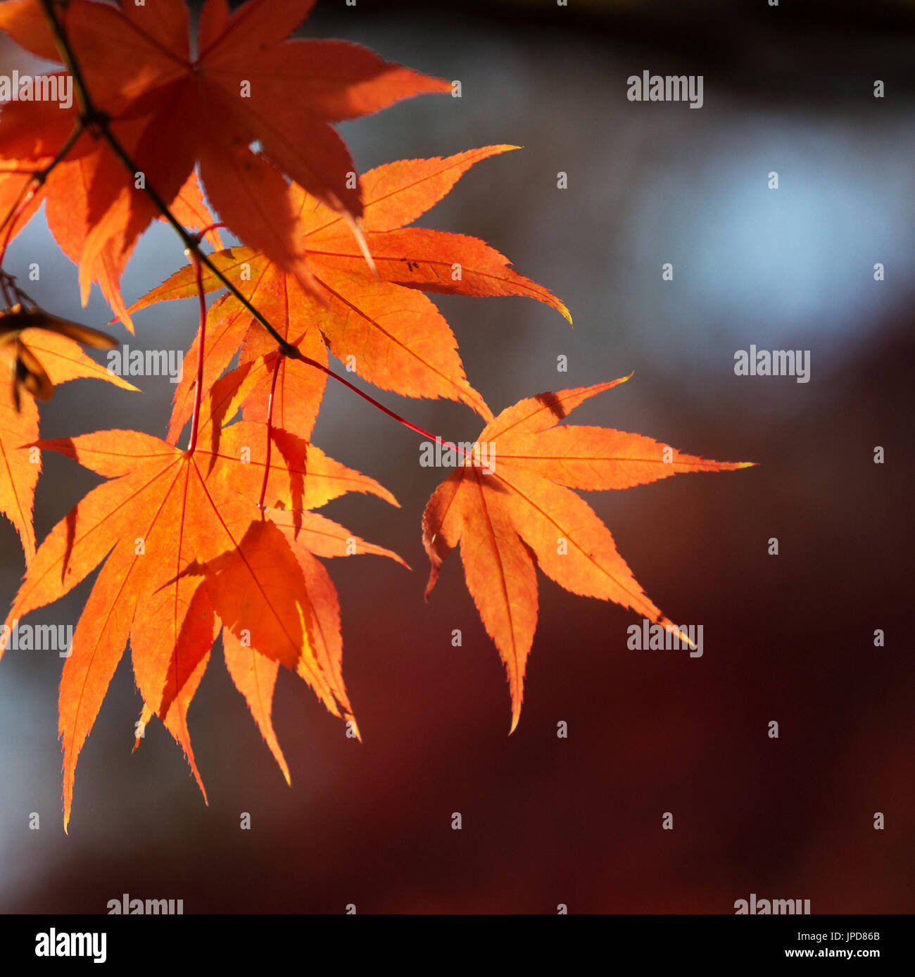 Acer Palmatum leaves showing autumn colours Stock Photo