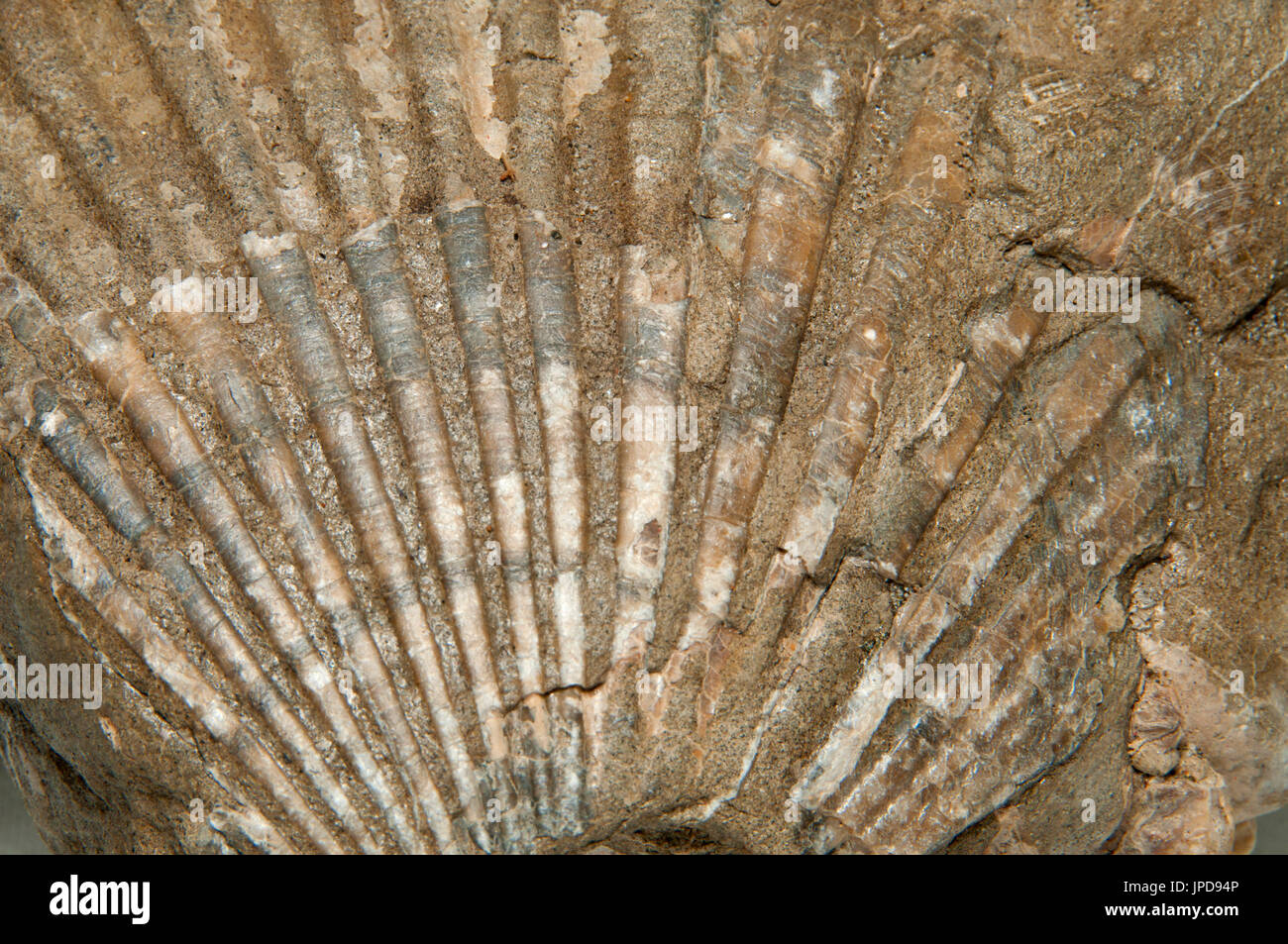 Shell fossil, Newport, Oregon Stock Photo Alamy