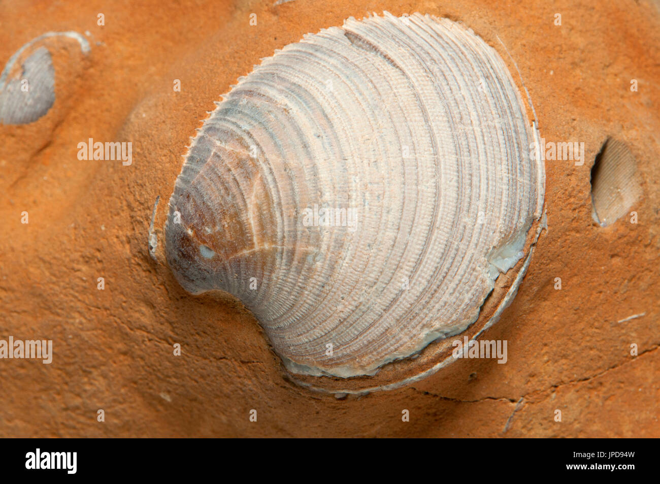 Shell fossil, Newport, Oregon Stock Photo Alamy
