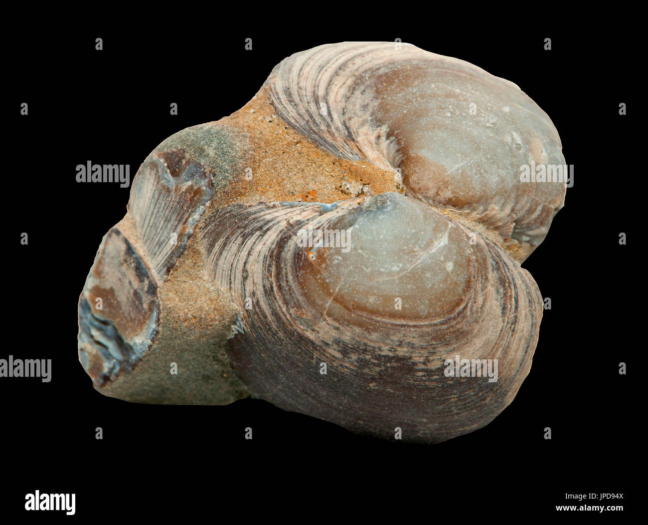 Shell fossil, Newport, Oregon Stock Photo Alamy