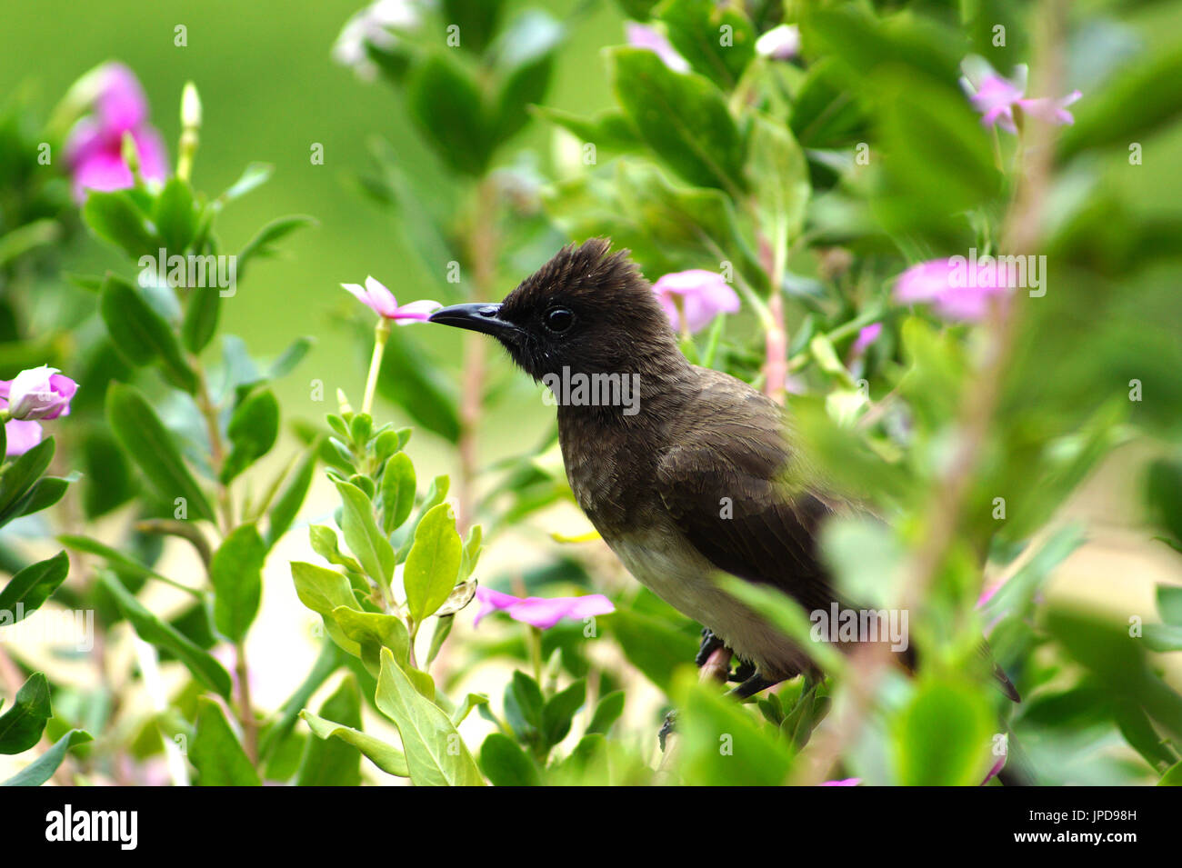 Common bulbul in a flower bush. Queen Elizabeth National Park. Uganda