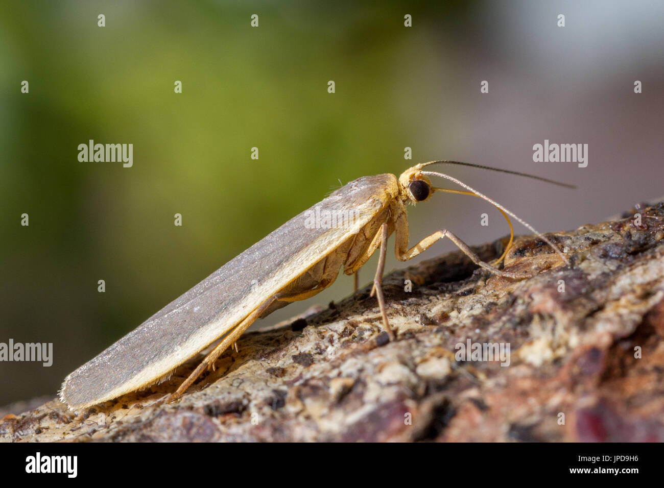 UK wildlife: common footman moth, West Yorkshire, UK Stock Photo