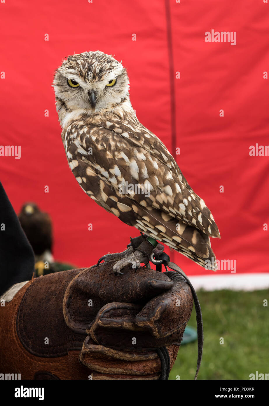 Burrowing owl at Falconry display, Ringmer steam and country show Stock Photo