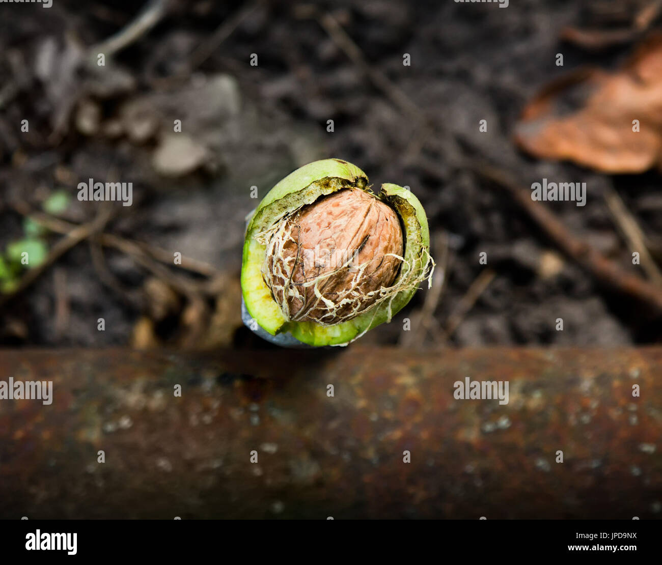 Ripe Walnut (Juglans regia ) In Green Hull Fell Down from Tree, Top View. Stock Photo