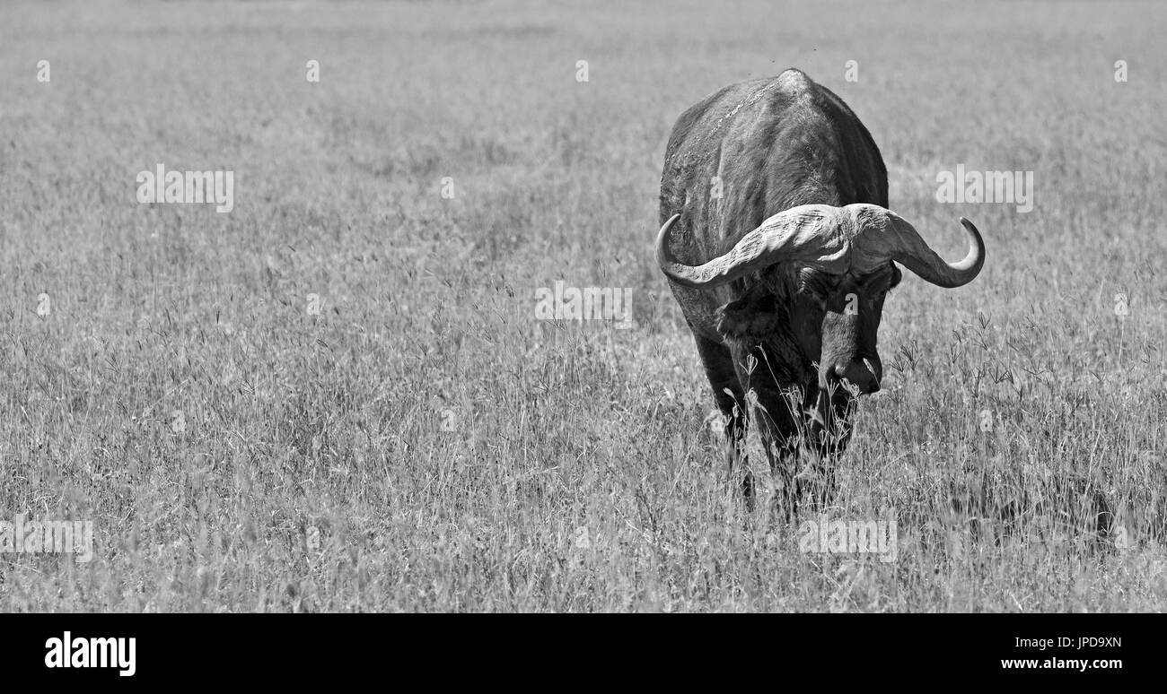 Lonely buffalo in the plain of Ngorongoro crater in Tanzania Stock Photo