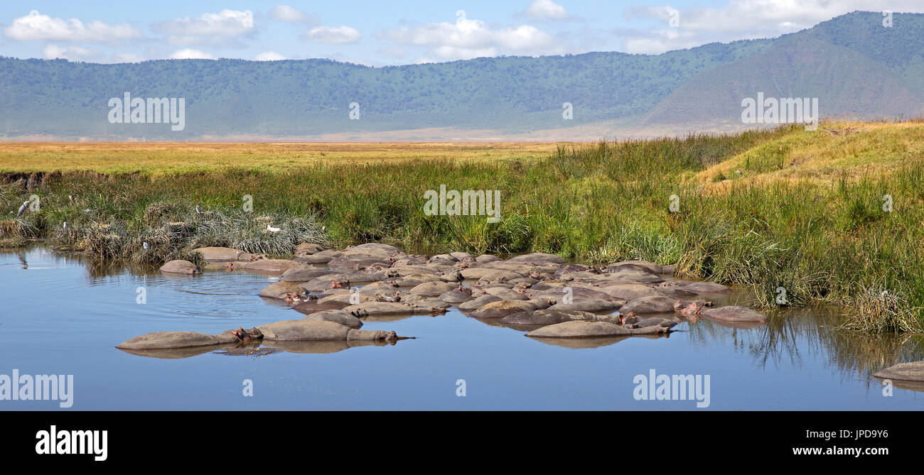 Pool of hippos in Ngorongoro, Tanzania Stock Photo