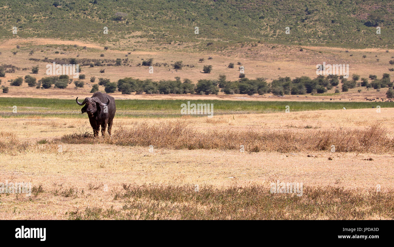 Wild buffalo in Ngorongoro Crater, Tanzania Stock Photo