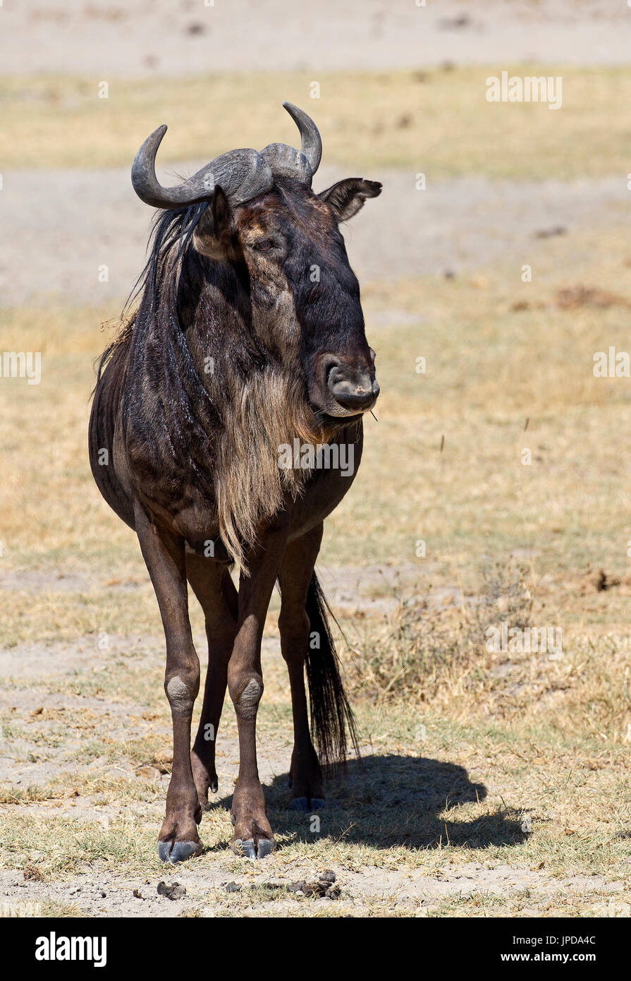 African wildebeest in Ngorongoro national park Stock Photo