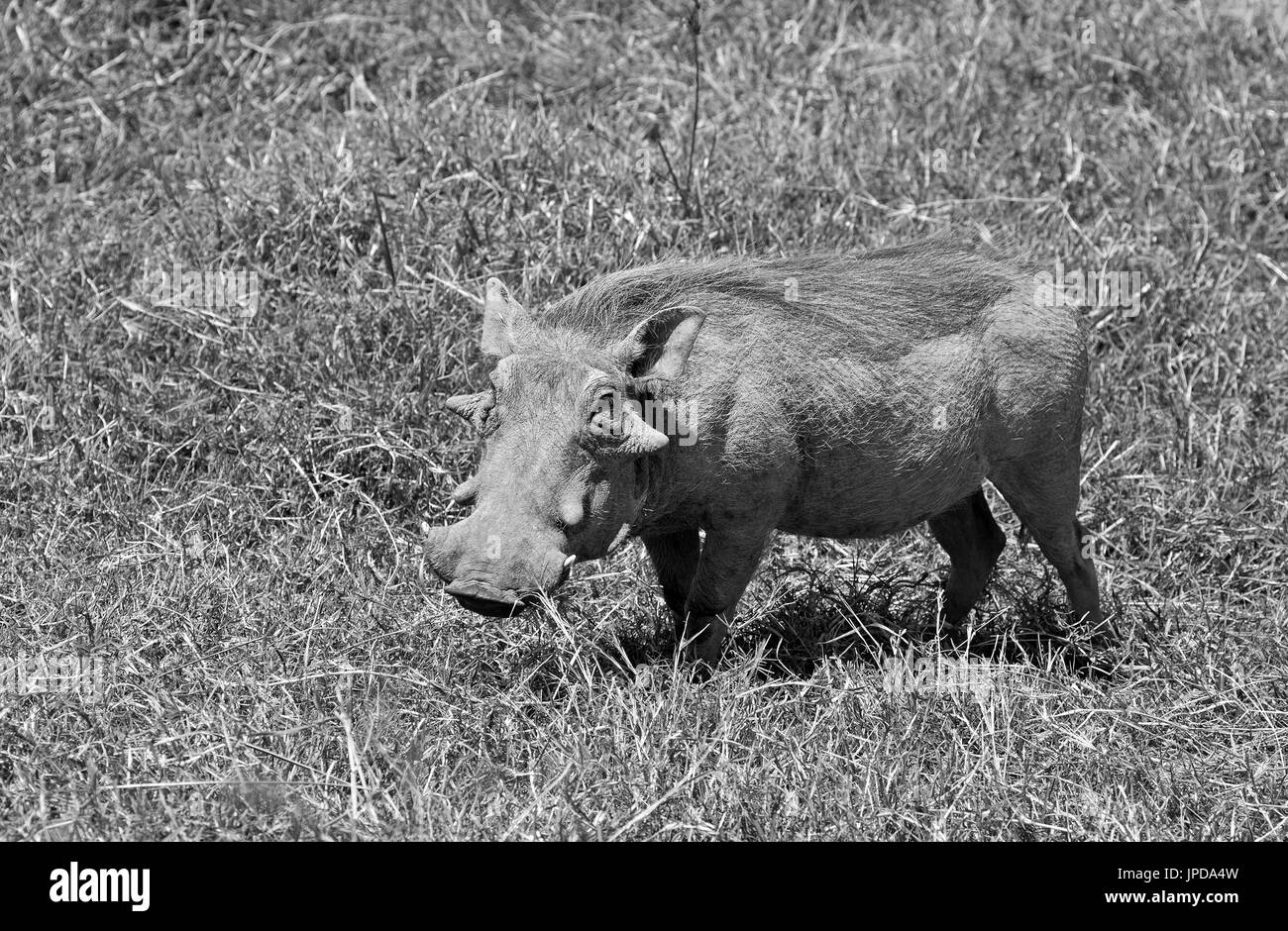 Wild warthog taken in african safari Stock Photo