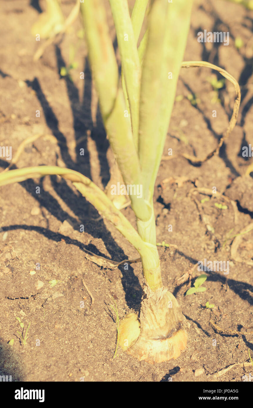 Onion stalk pile hi-res stock photography and images - Alamy