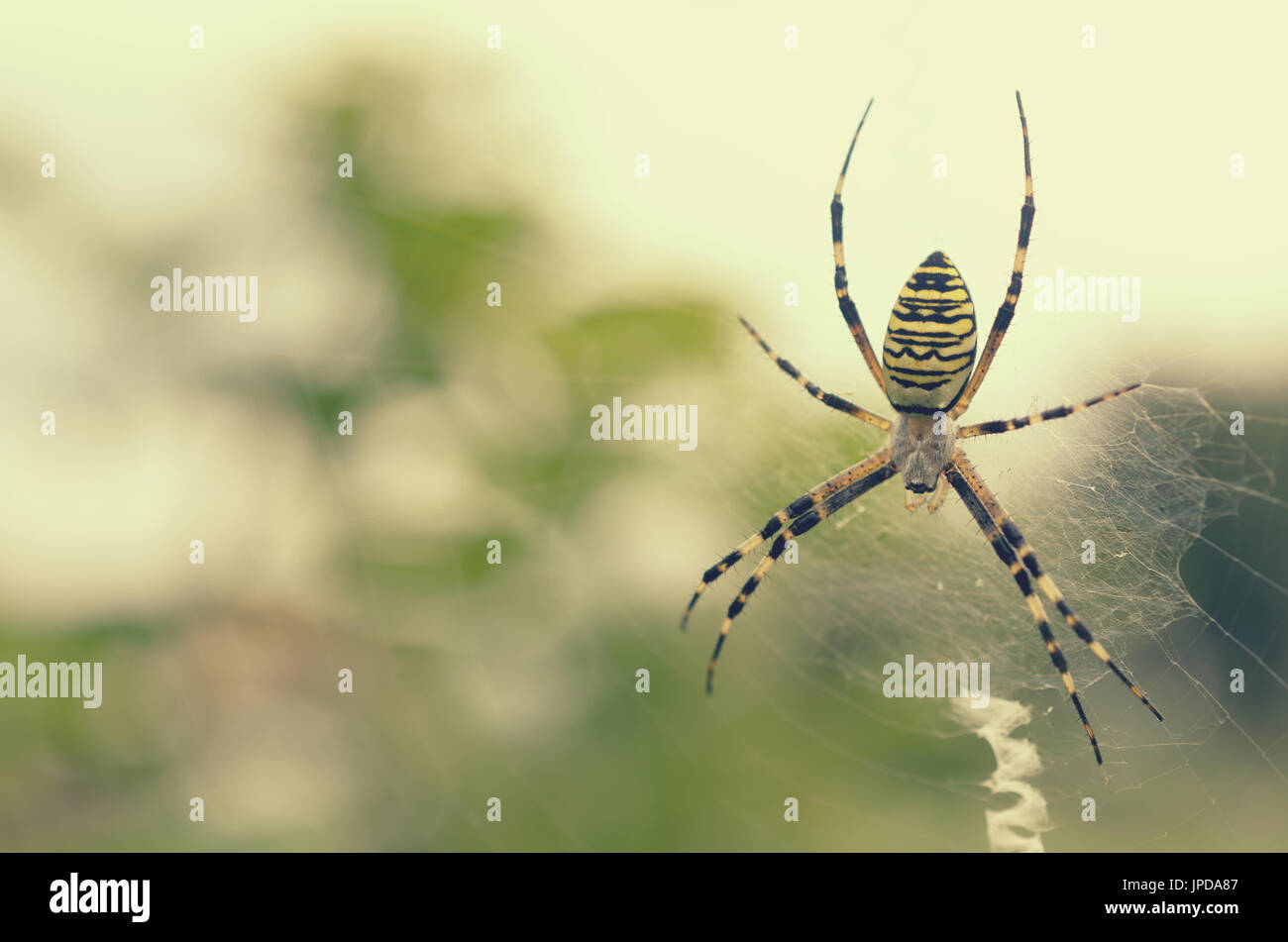 Black and yellow striped spider on the web Stock Photo