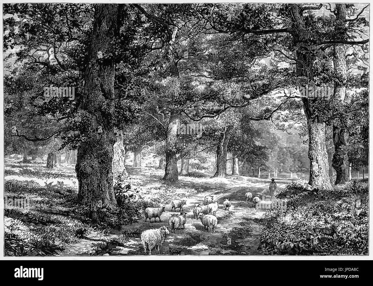 1870: Shepherd and sheep in the Royal Sherwood Forest, Nottinghamshire, England. It is famous by its historic association with the legend of Robin Hood. Stock Photo