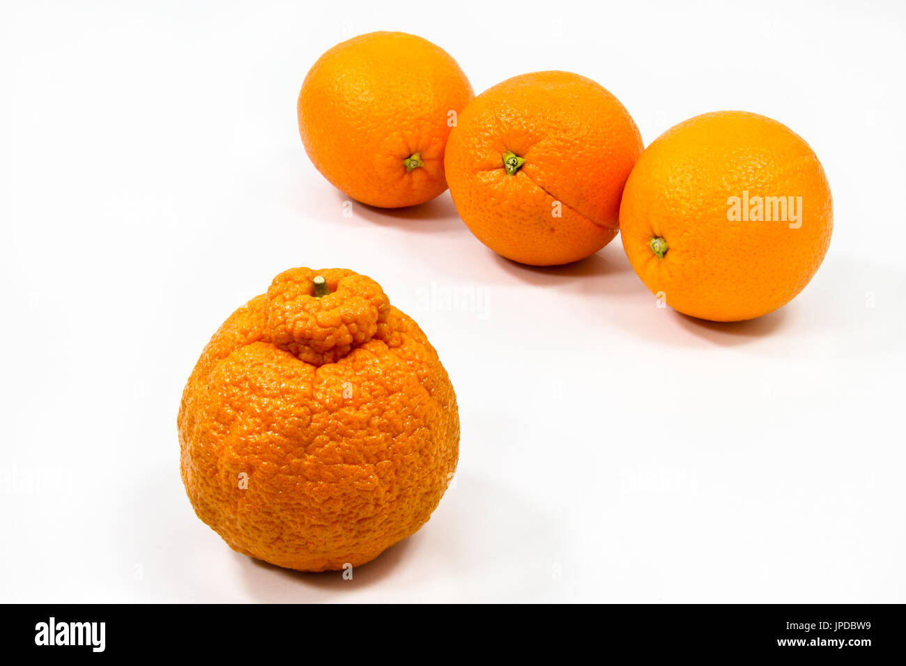 Three smooth oranges keep their distance from an odd, lumpyskinned