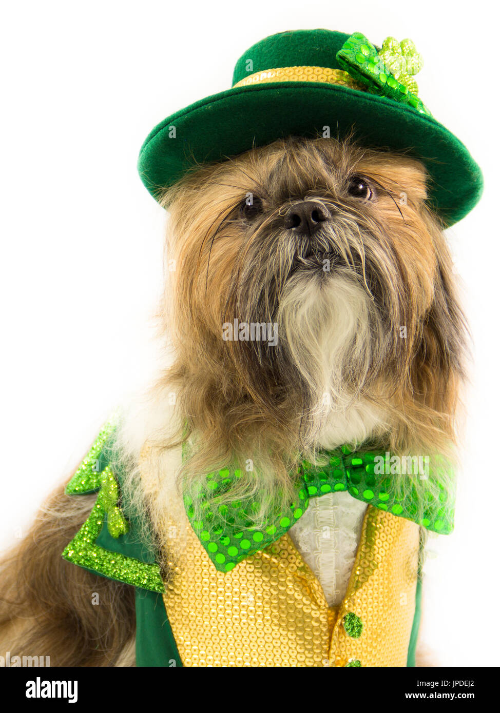 shih tzu st patricks day recipes